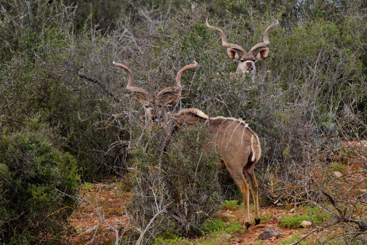 Buffelsdrift Game Lodge Oudtshoorn Exterior foto