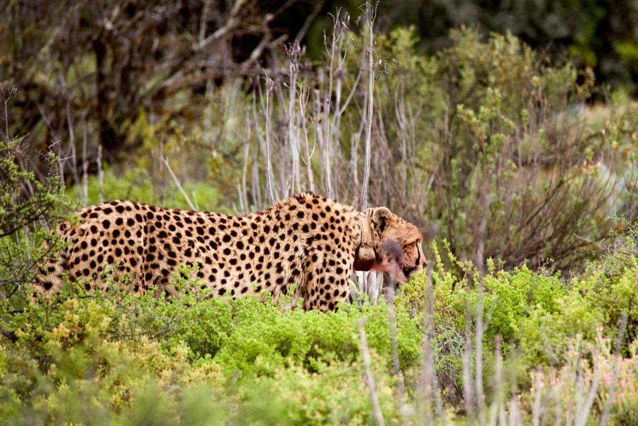 Buffelsdrift Game Lodge Oudtshoorn Exterior foto