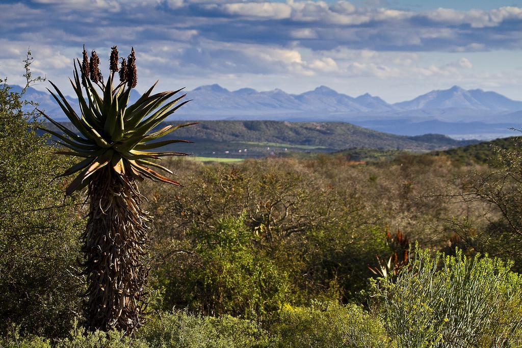 Buffelsdrift Game Lodge Oudtshoorn Exterior foto